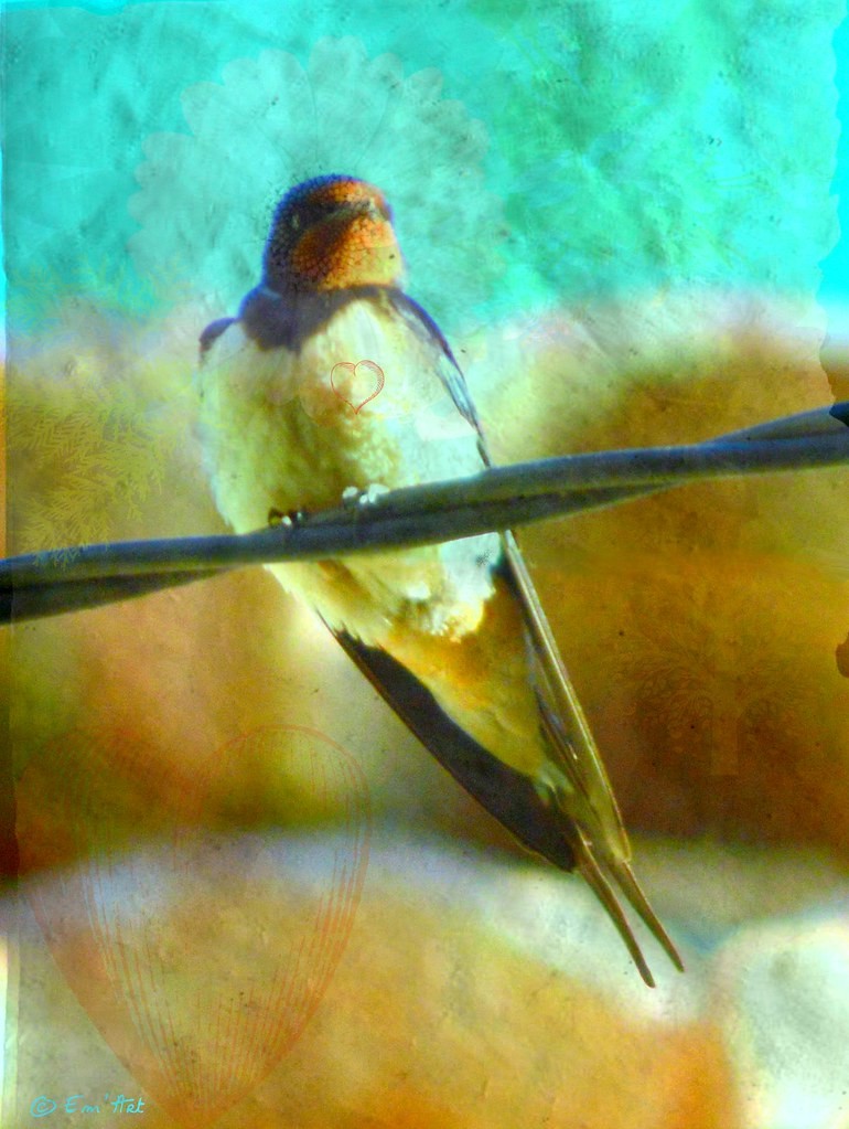 Sentinel Winged, composite photographyof a swallow by Emmanuelle Baudry