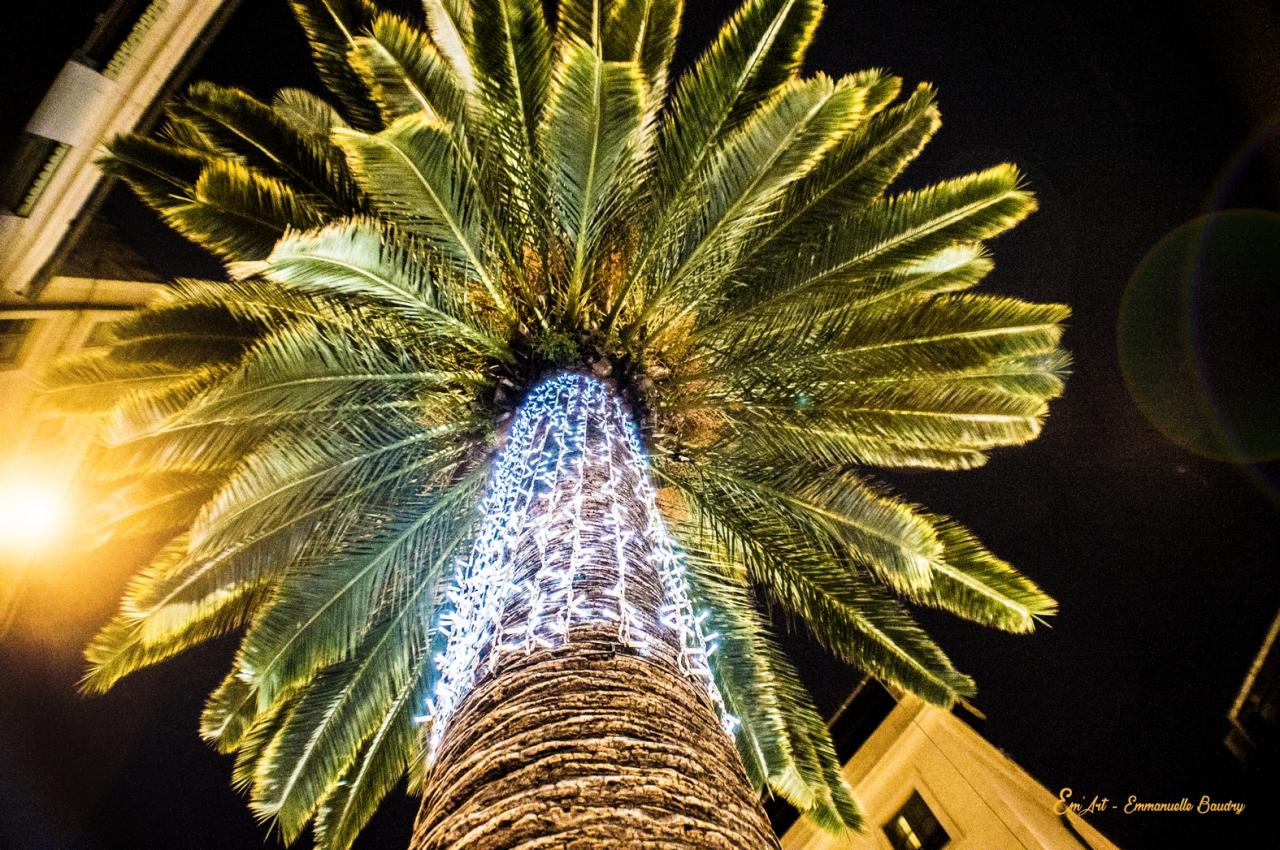 Palmier de Noël - photographie d'art 40 x 50 cm