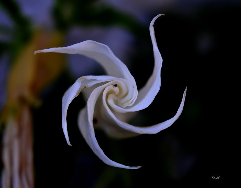 Nature's Spiral, floral fine art by Emmanuelle Baudry