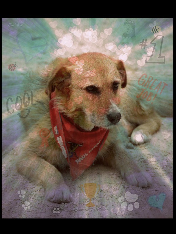 Dog's Life, digital composite by Emmanuelle Baudry